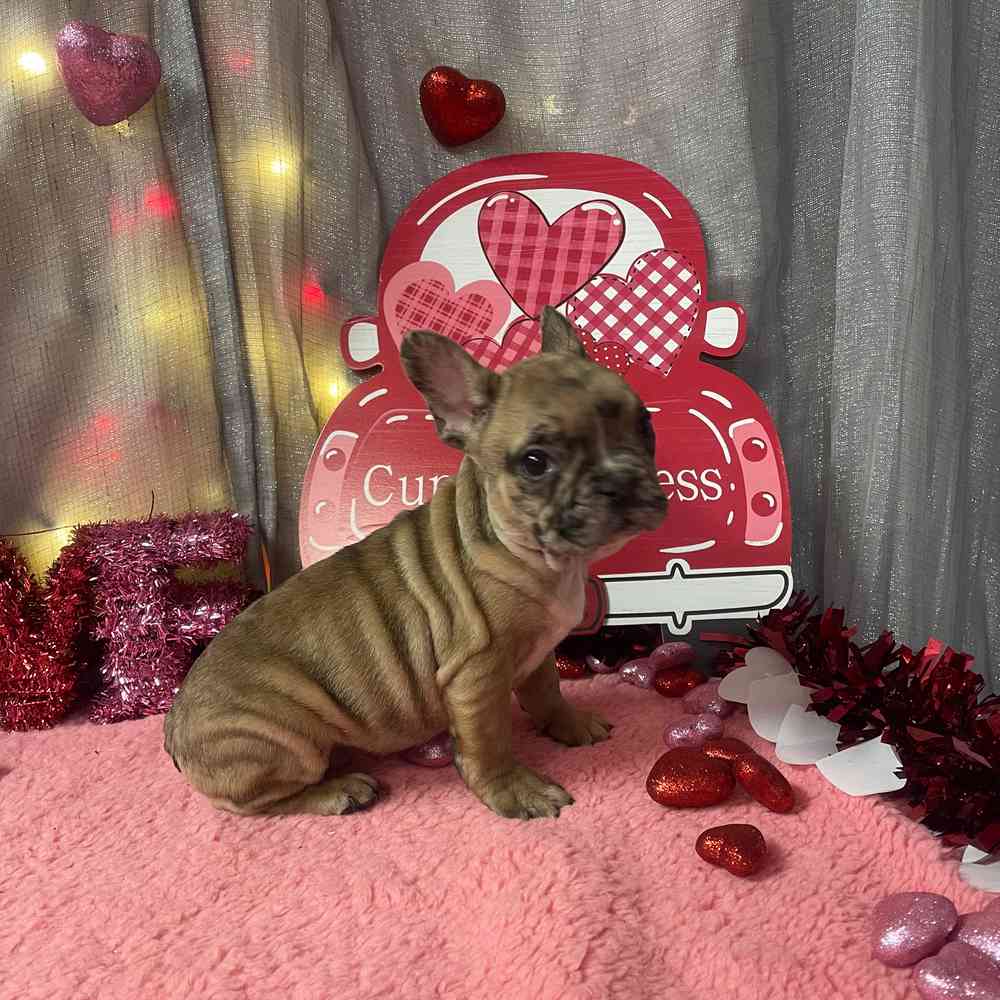 carousel pet images
