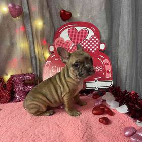 French Bulldog