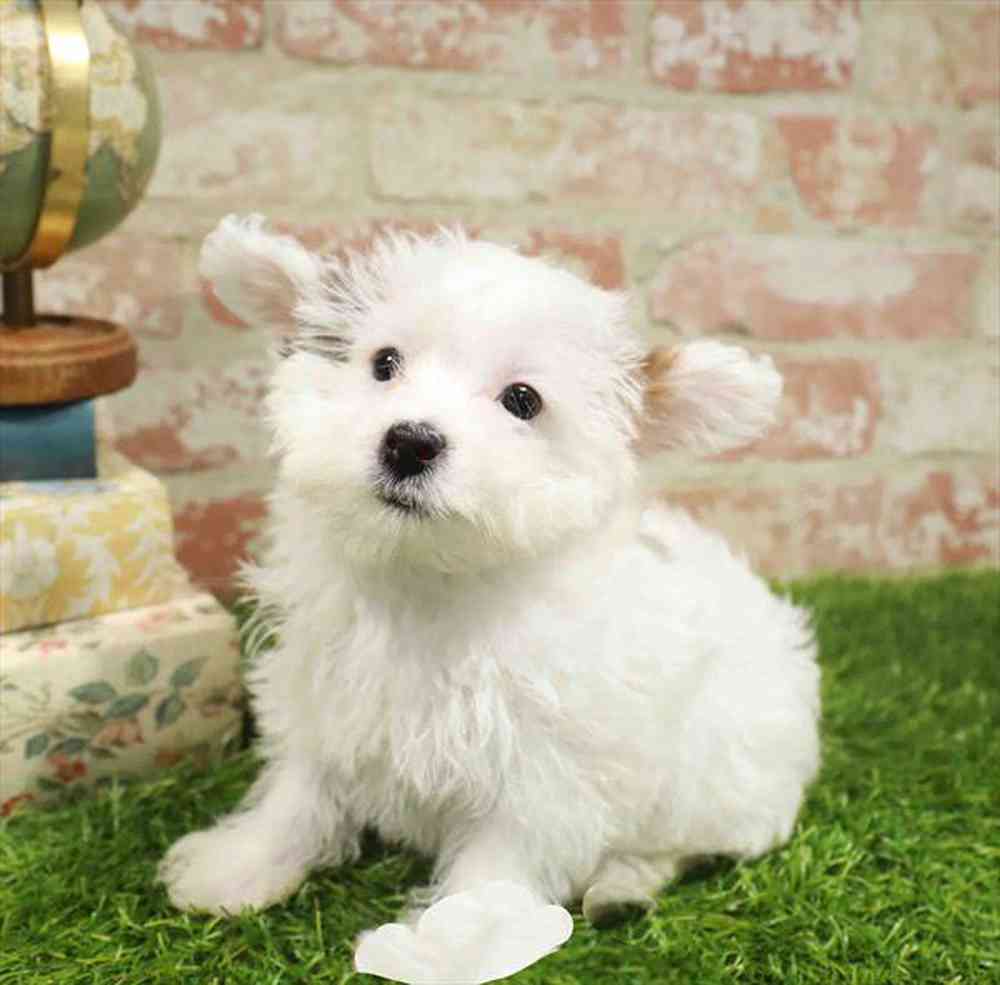 carousel pet images