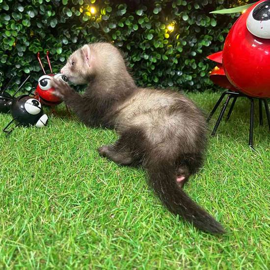Ferret