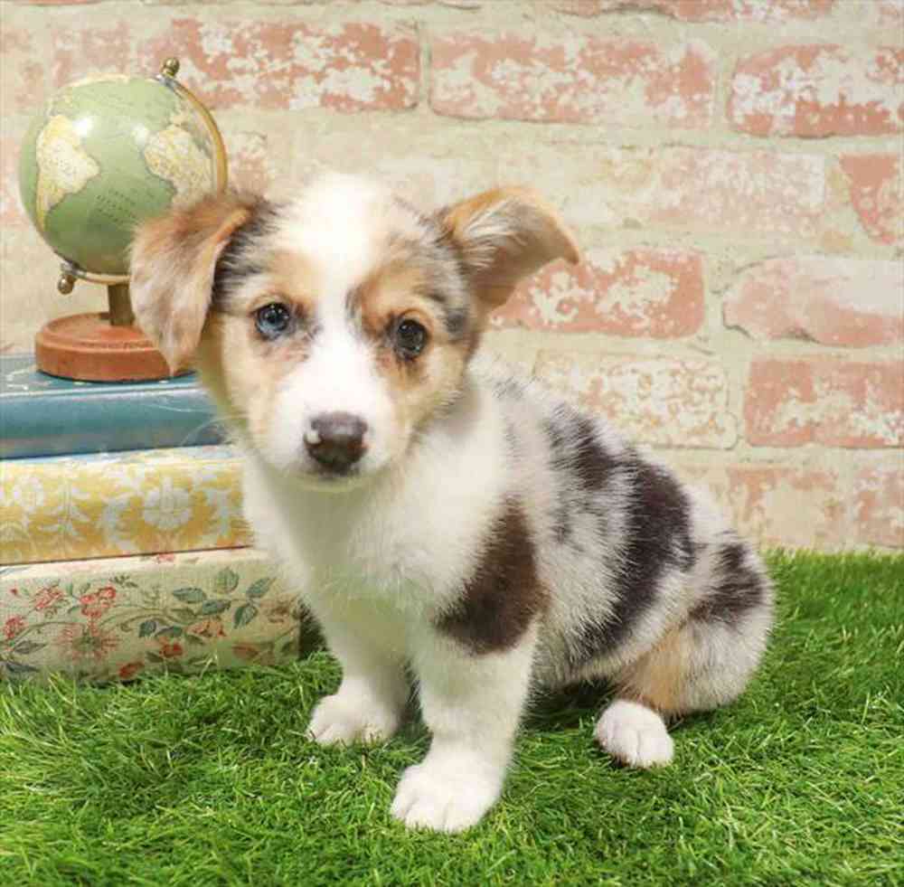 carousel pet images