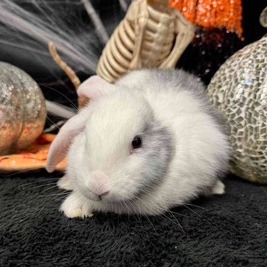 Flemish Giant Holland Lop Mix