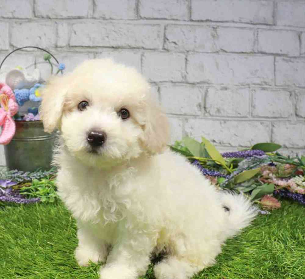 carousel pet images
