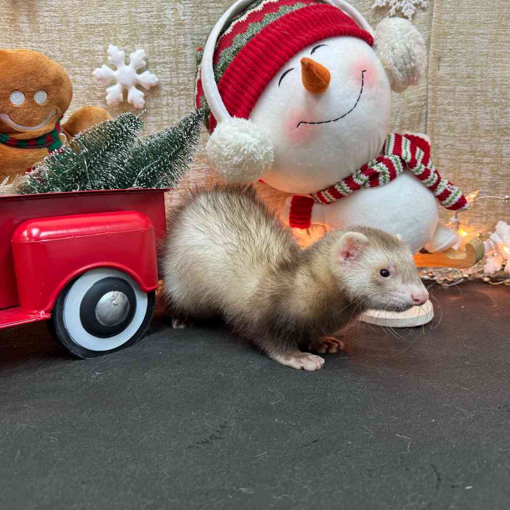 carousel pet images