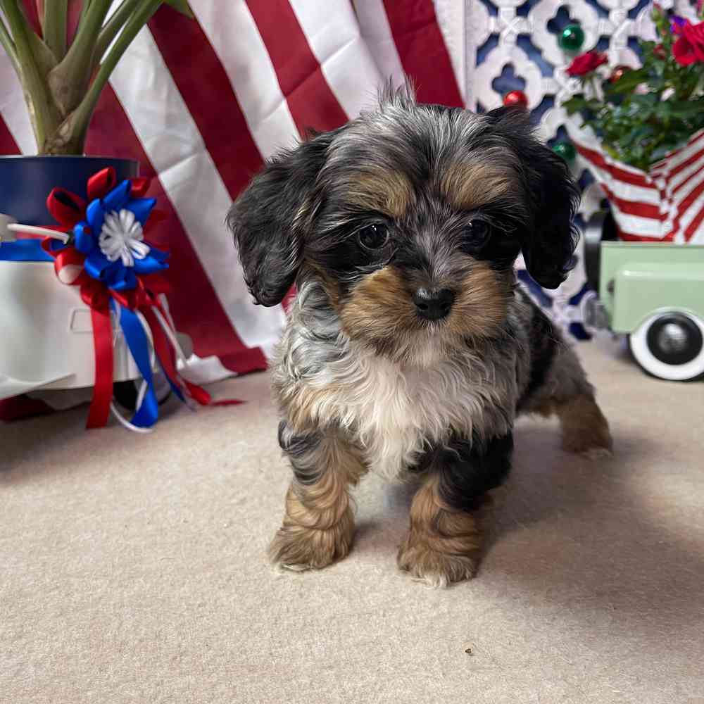 carousel pet images