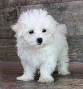 Maltese