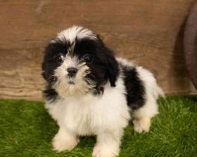 Shih Tzu