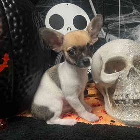 Chihuahua