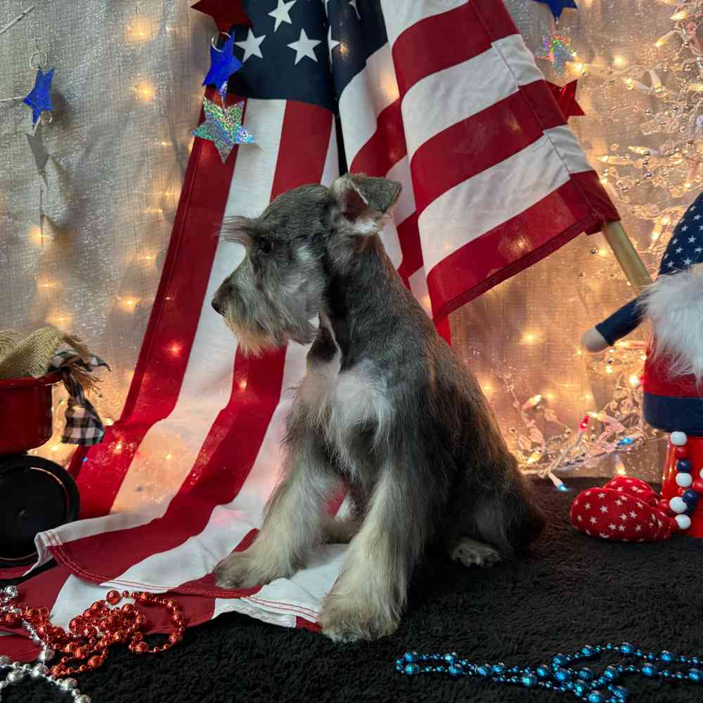 carousel pet images