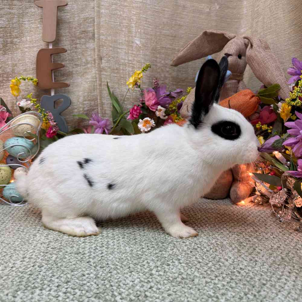 carousel pet images