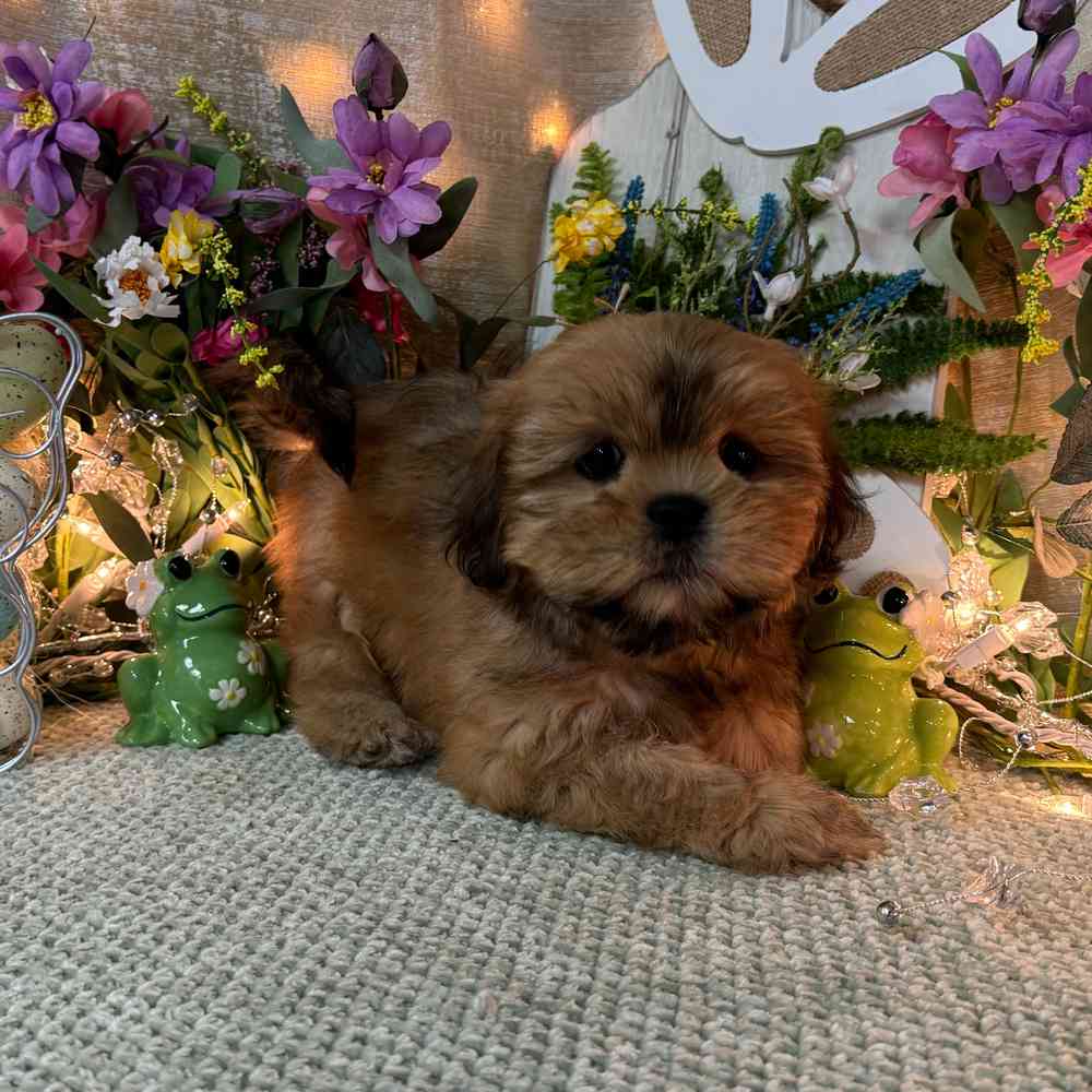 carousel pet images