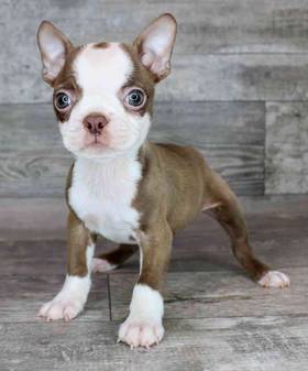 Boston Terrier