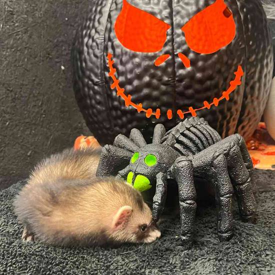 Ferret