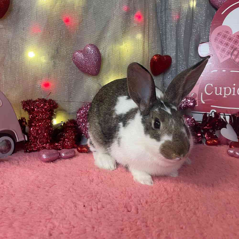 carousel pet images