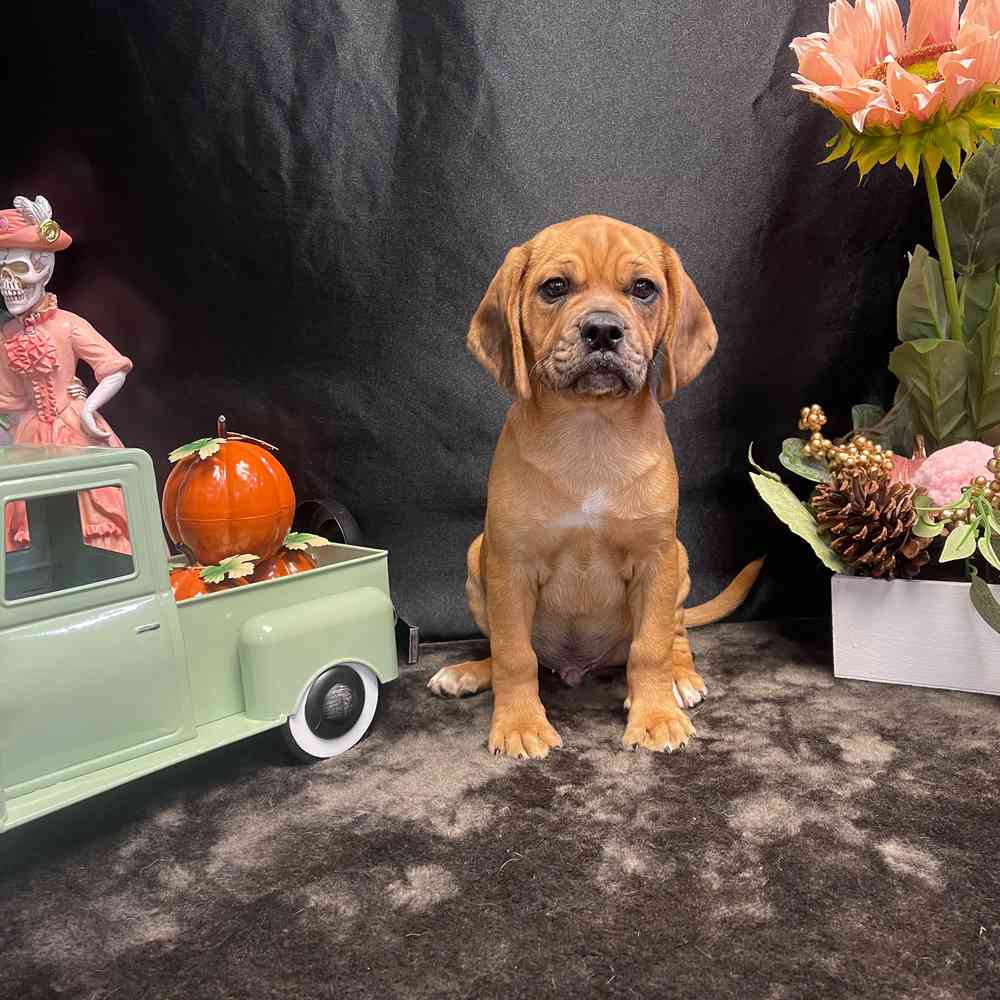 carousel pet images