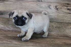 Pug