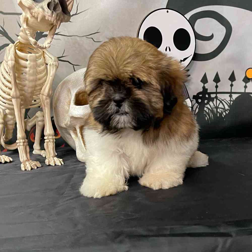carousel pet images