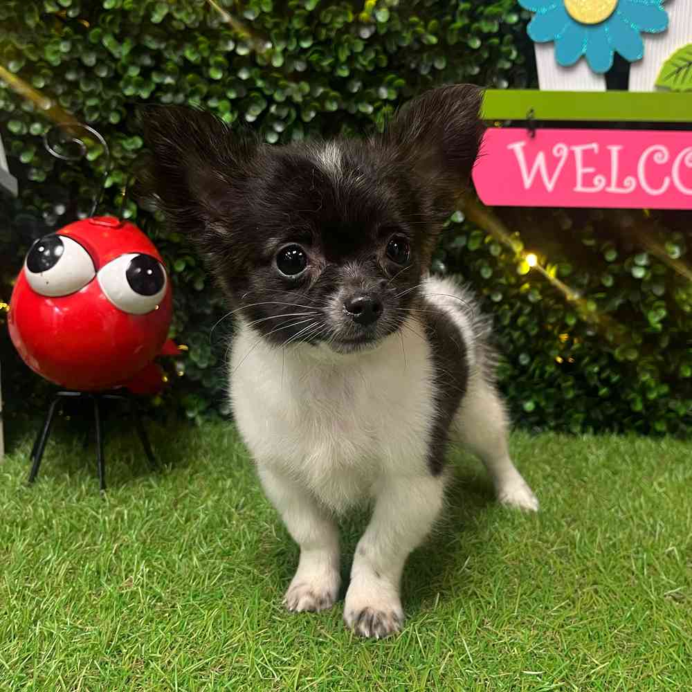 carousel pet images