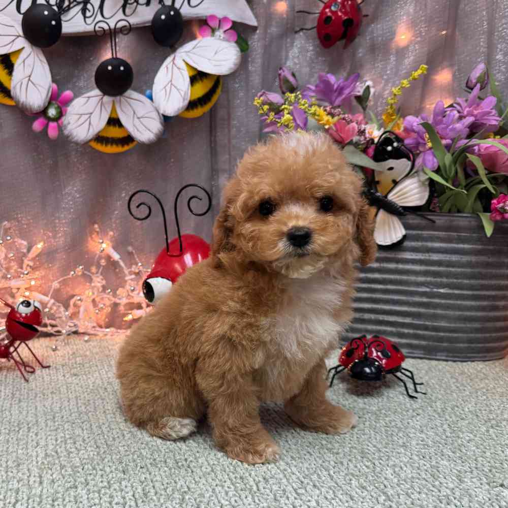 carousel pet images