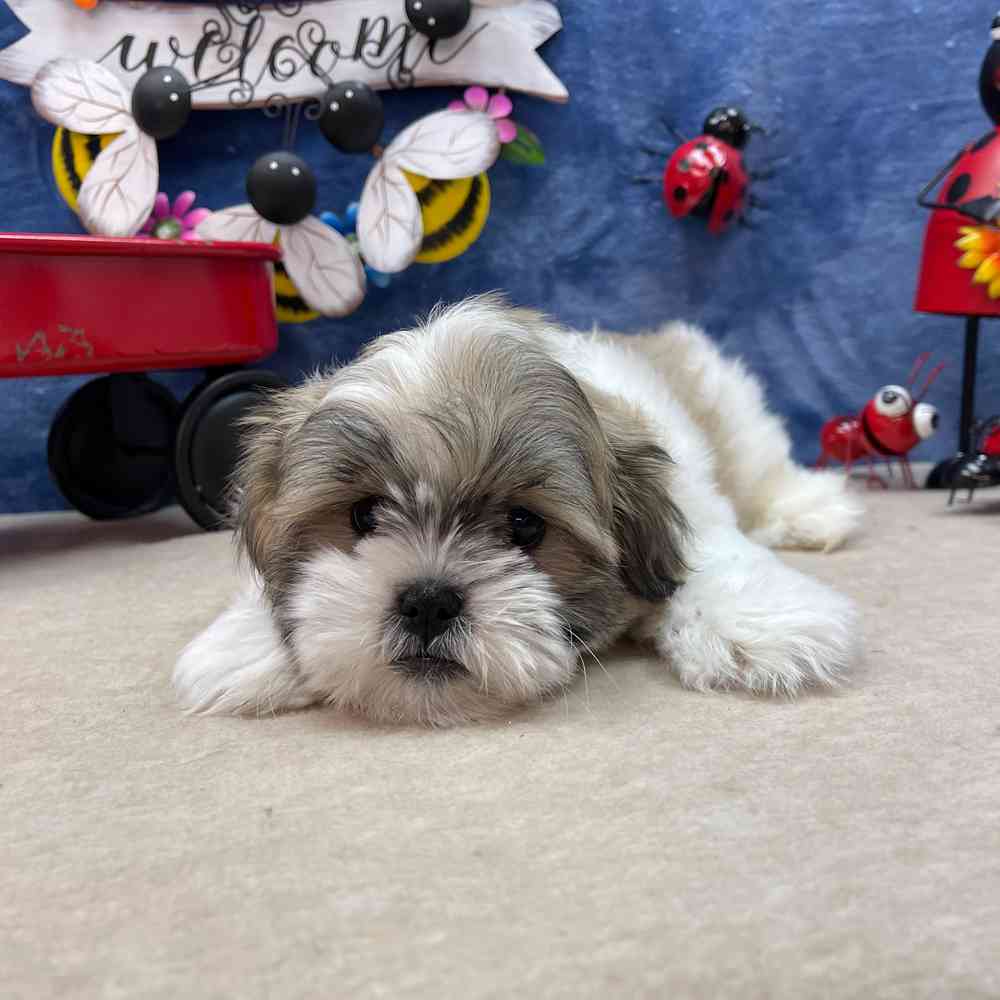 carousel pet images