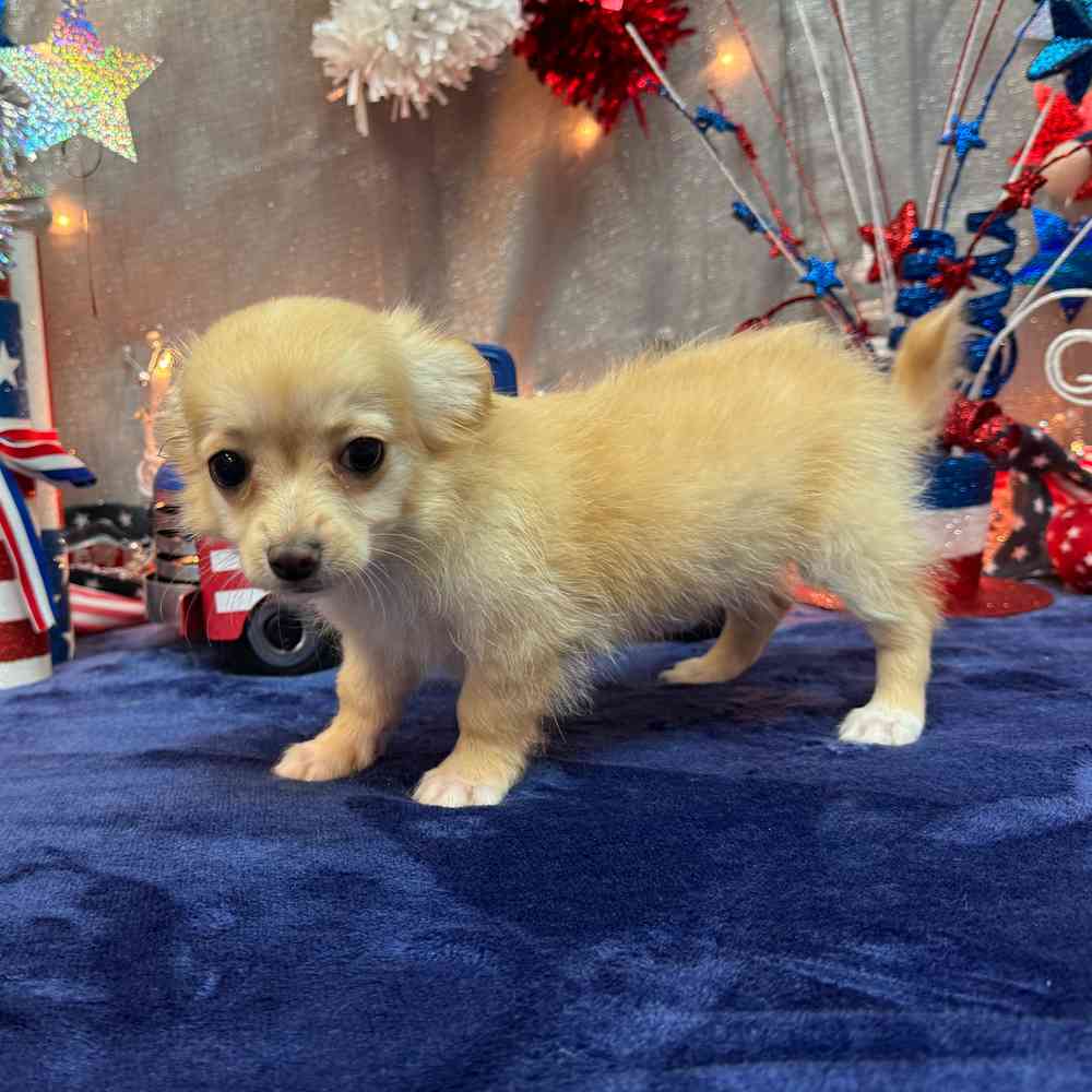 carousel pet images