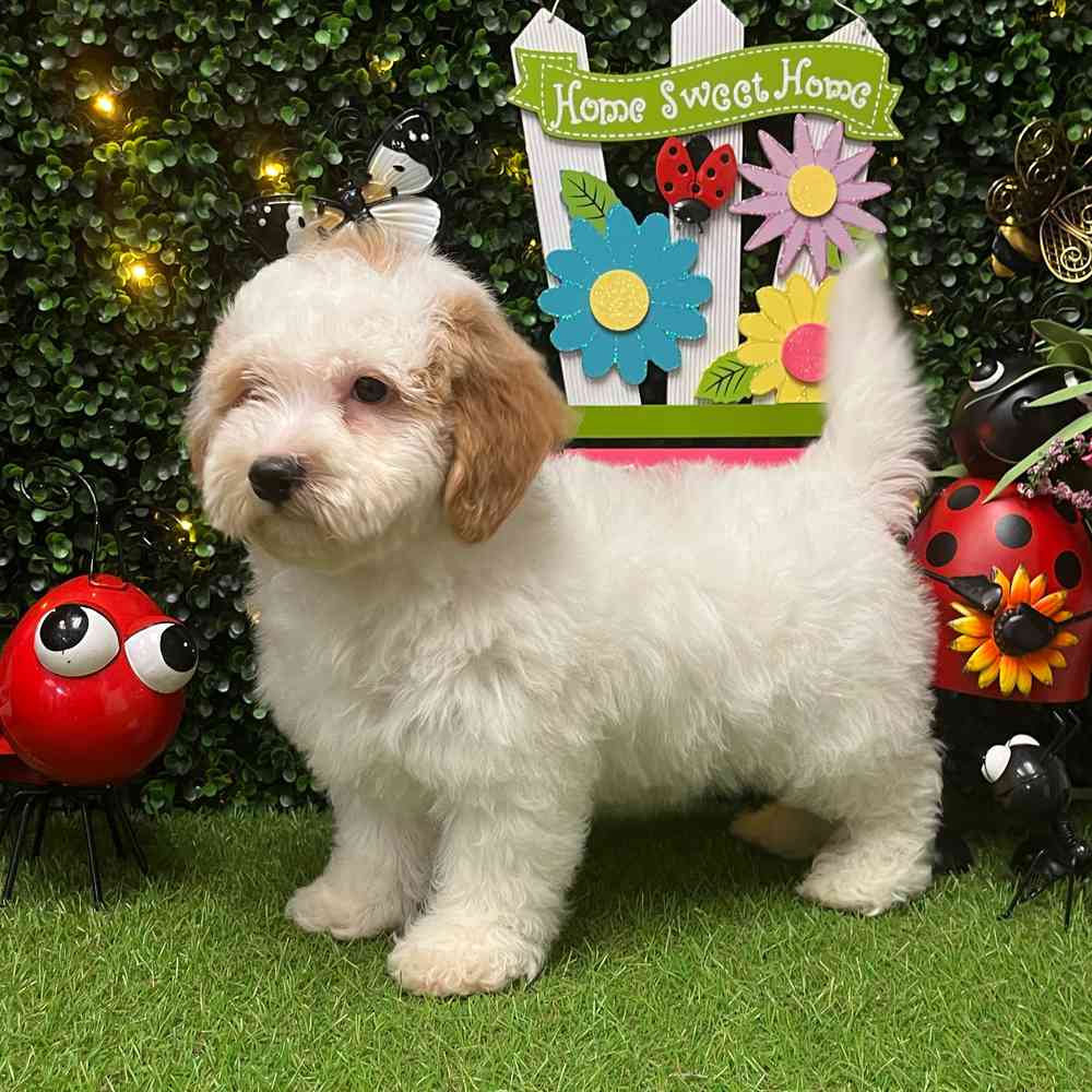 Image of a pet breed in the gallery