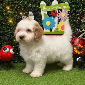 Mini Bernedoodle