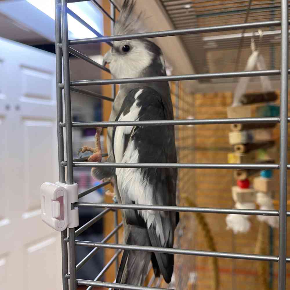 carousel pet images