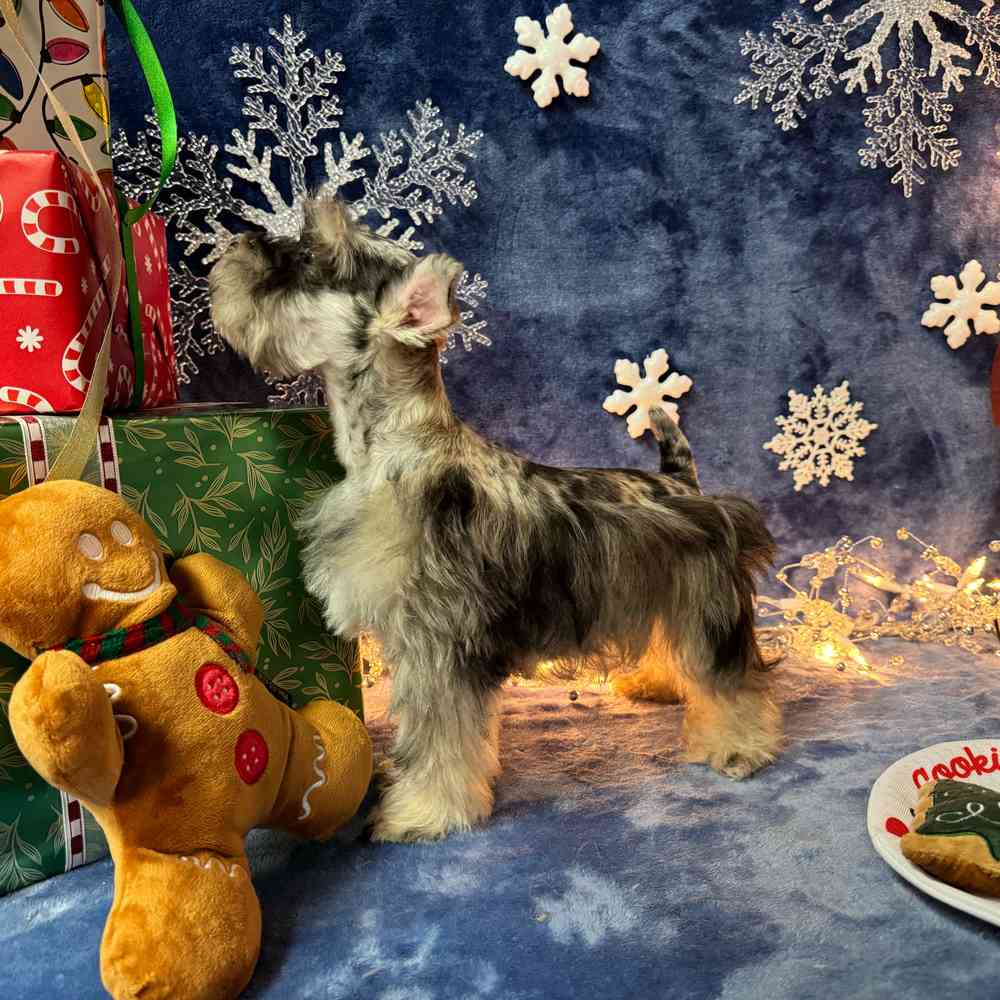 carousel pet images