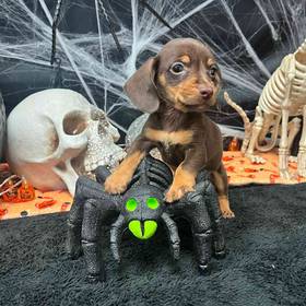 Dachshund