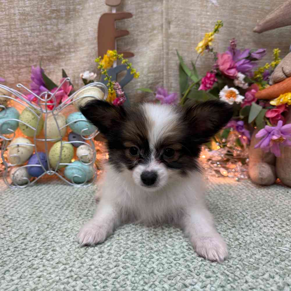 carousel pet images