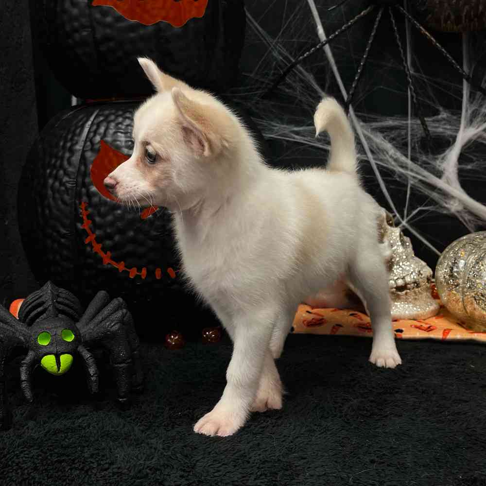 carousel pet images