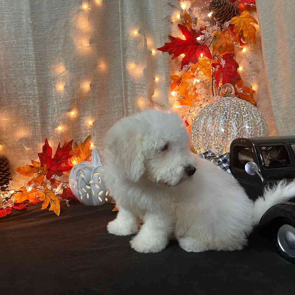 carousel pet images