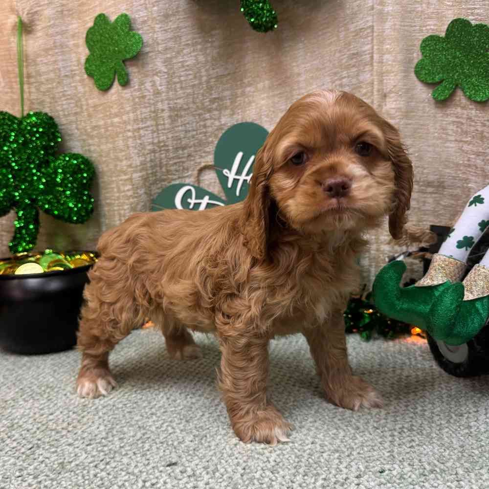 carousel pet images