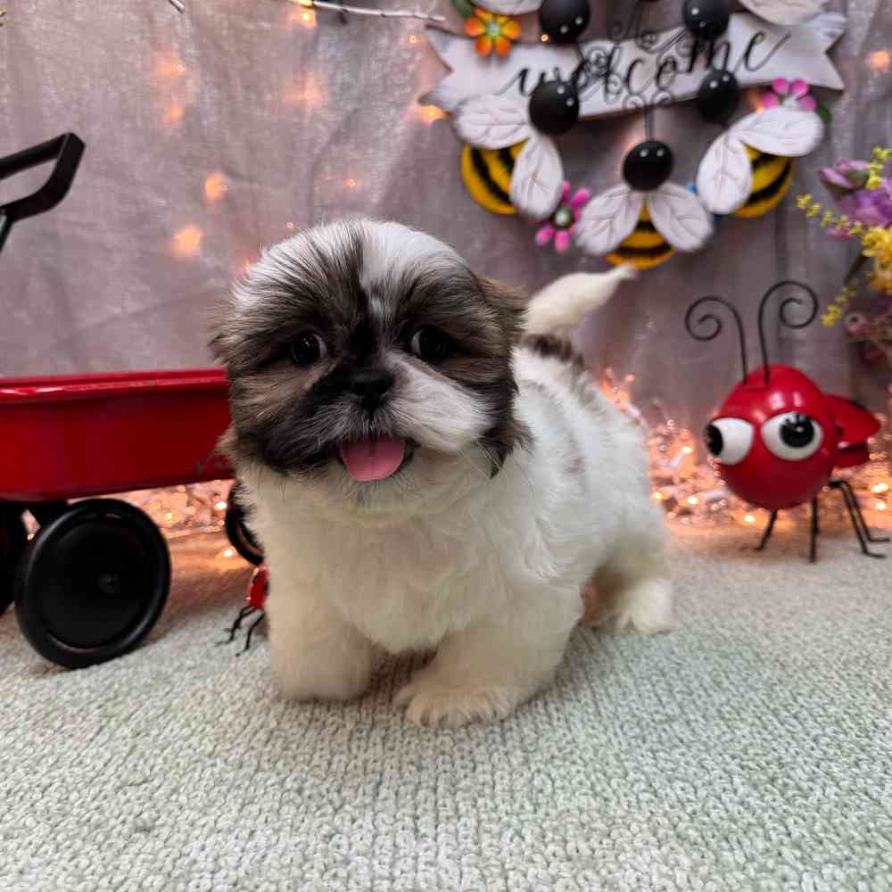carousel pet images