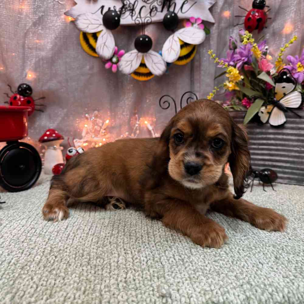 carousel pet images