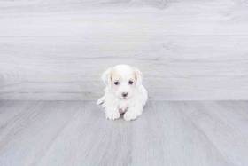 Maltipoo