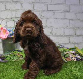 Cocker Spaniel