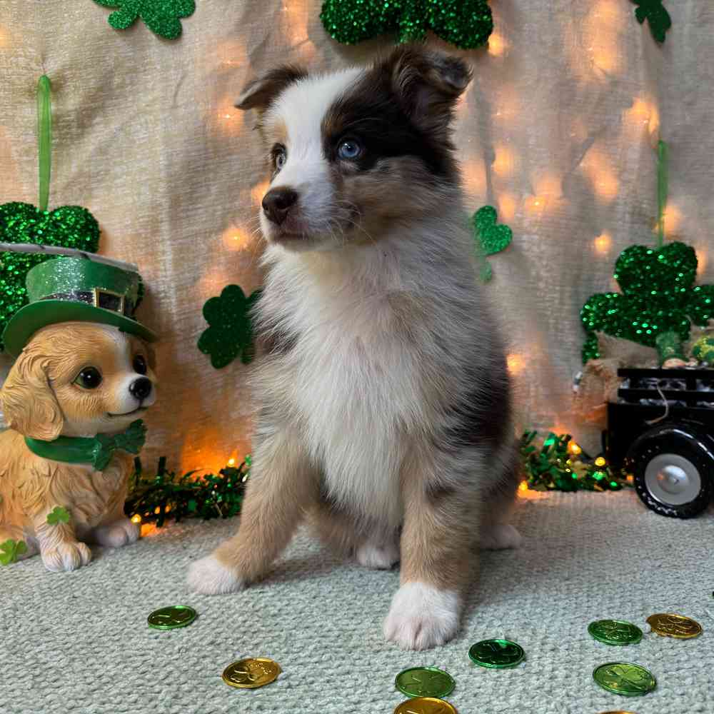 carousel pet images