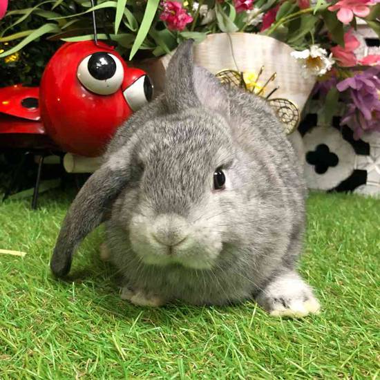 Flemish Giant Holland Lop Mix