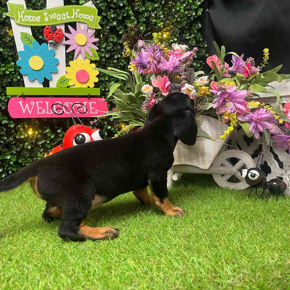 carousel pet images