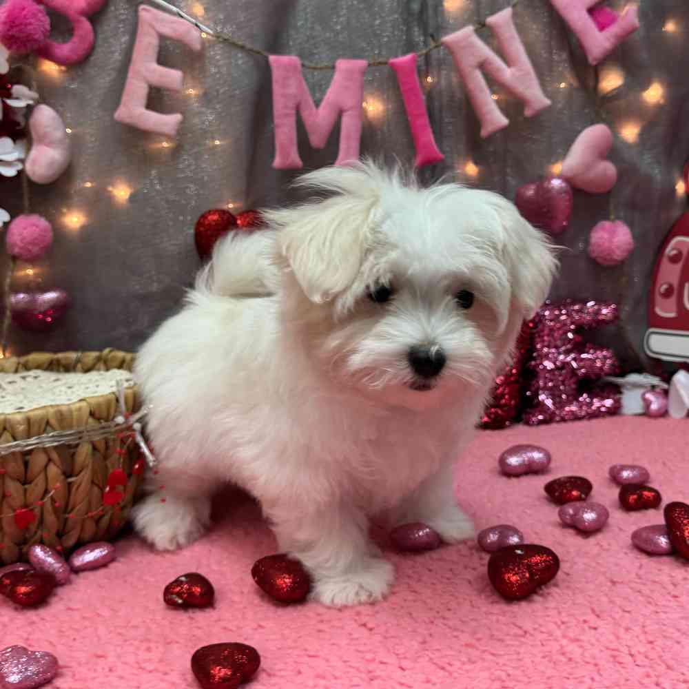carousel pet images