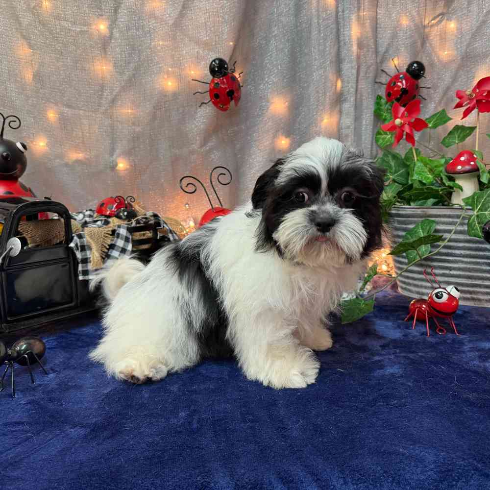 carousel pet images