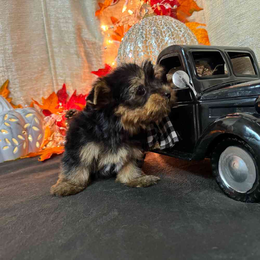 carousel pet images