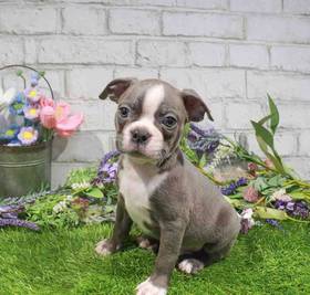 Boston Terrier