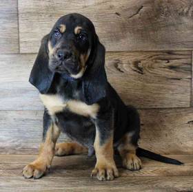 Bloodhound