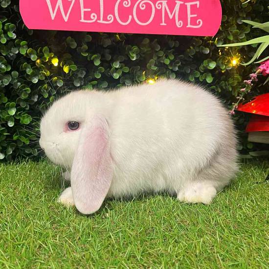 Flemish Giant Holland Lop Mix