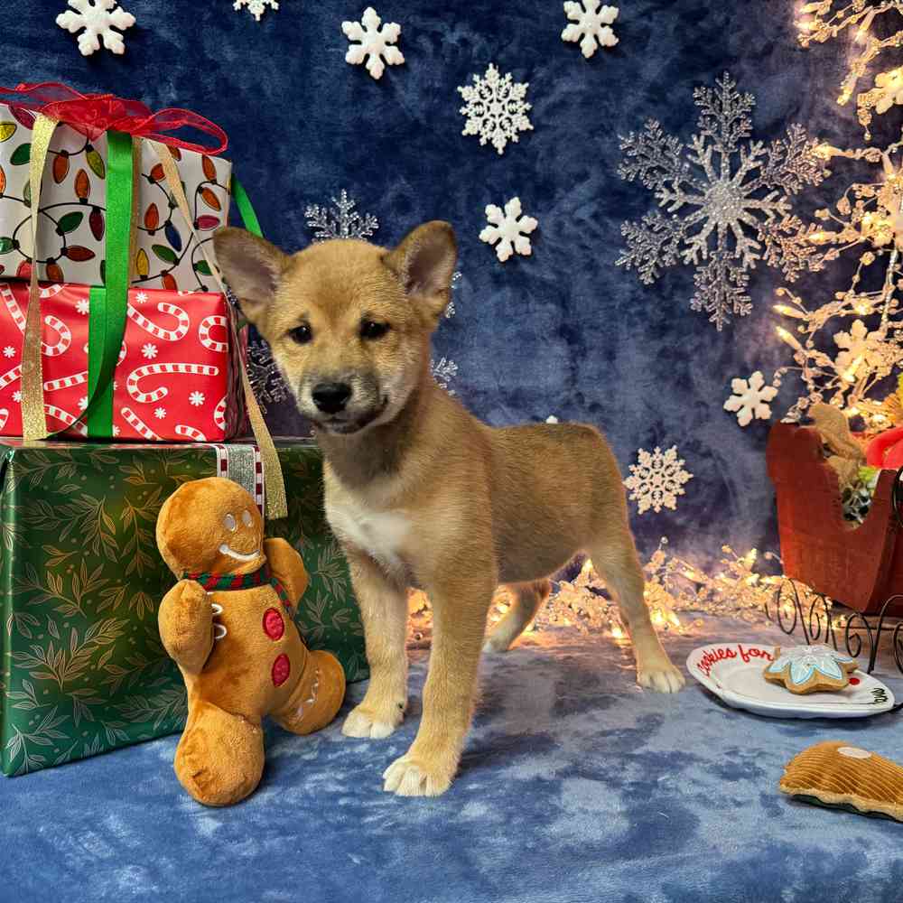 carousel pet images