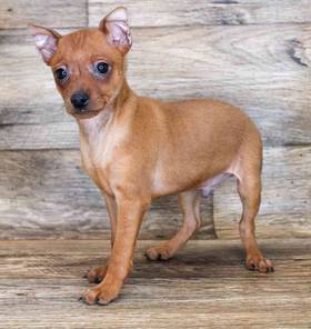 Min Pin