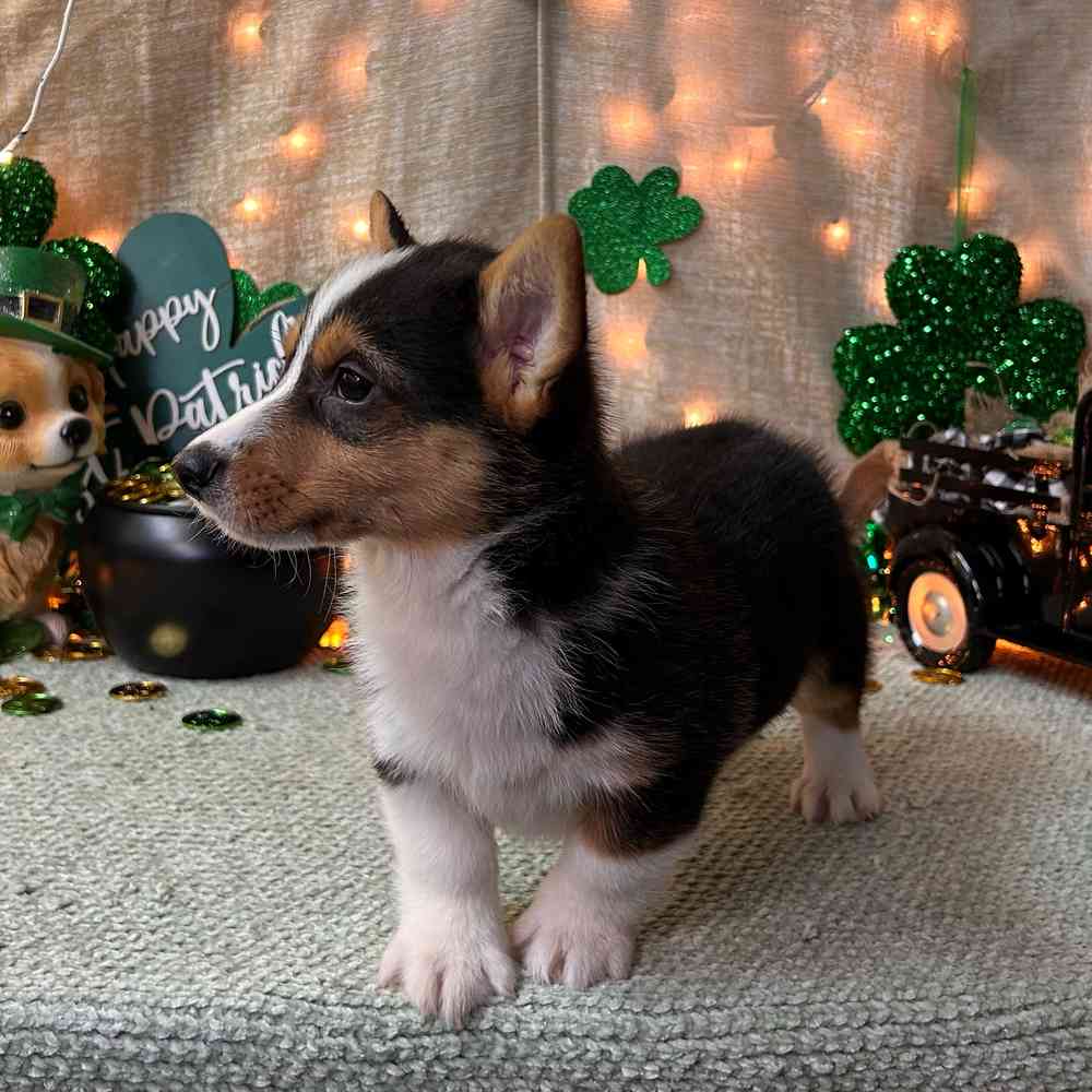 carousel pet images